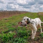 Un perro con una pieza durante una jornada de caza.