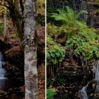 Las pequeñas cascadas que atraviesan el hayedo de Busmayor añaden sonido y movimiento a uno de los paisajes más espectaculares del otoño en El Bierzo.