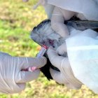 También se analizan las palomas.