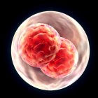 Embriones en una imagen de archivo.