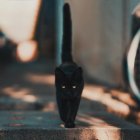 Un gato negro camina por la calle.