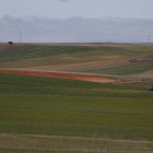 Castilla y León encabeza la clasificación nacional en superficie de cultivos herbáceos, con 2,84 millones de hectáreas.