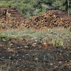 Recogida de pinos quemados en el incendio de Castrocontrigo de 2012