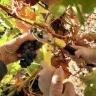 Vendimia manual de uva tinta de Prieto Picudo en un viñedo en espaldera de la zona de Gordoncillo