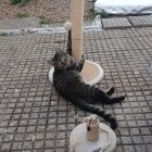 Nilo, el gato que quiere todos los mimos para él