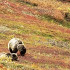 Los emplares han vuelto a la Cabrera después de medio siglo sin presencia.