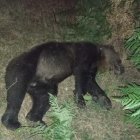 Oso atropellado en Asturias en 2023