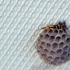 La trifopobia es un miedo irracional a los agujeros y las protuberancias.