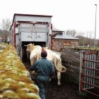 Las medidas autonómicas prohiben el movimiento de ganado contra la DNC.