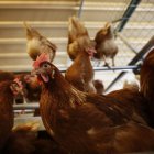 Las aves de corral no podrán estar al aire libre desde el próximo lunes.