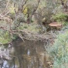 Estado que presenta el río Cea a su paso por Mondreganes.