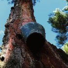 El sector de la resina tiene varias zonas productoras en la provincia.