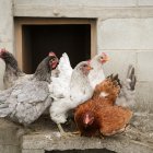 Gallinas en gallineros.