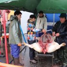 Los más jovenes van tomando el relevo en la matanza.