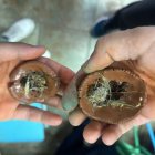 Se trata de pequeñas bolas de arcilla con semillas dentro.