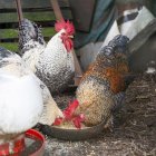 Imagen del pasado 11 de noviembre de unas aves de corral, gallinas y gallos mestizos en una aldea de Palas de Rei (Lugo). EFE/ Eliseo Trigo.