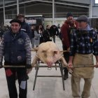 El gocho entra en el recinto ferial para su sorteo.