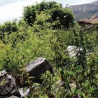 Piedras del Palacio de los Allende cubiertas por hierbas y maleza.