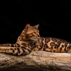 Un gato bengalí que estará en la Exposición Internacional Felina que se celebra el próximo fin de semana en San Andrés del Rabanedo.