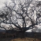 La encinona de Genestacio de la Vega se mantiene en pie con la esperanza de que pueda regenerarse.