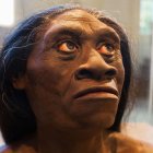 Recreación de un 'Homo floresiensis'.
