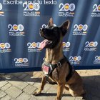 La perra Yuma se jubila y busca familia de adopción.