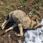 Lobo muerto en Palencia
