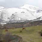 Vacas pastado en un prado en la comarca de Babia. j