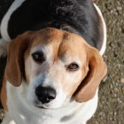 Alma, la beagle que fue usada para la cría