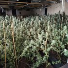 Una plantación de marihuana cuyos propietarios habían pinchado la luz para conseguir energía.