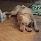 Trueno descansa tranquilo en su casa de acogida después de u rescate en León que duró tres semanas.