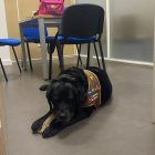 Eika, la primera perra de apoyo para casos de violencia de género.