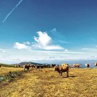 Un rebaño de vacas en montes del municipio de Páramo del Sil.