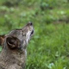 Un lobo en la reserva zamorana.