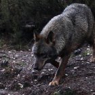 Imagen de archivo de un lobo ibérico. EFE/Mariam A. Montesinos.