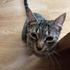 Chpi, el gato gris, noble y casero que busca familia.