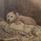 Curro, el perro anciano que dejaron abandonado.