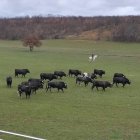 Ganadería de toros bravos en la dehesa de Valdellán