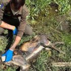 Un ejemplar adulto de lobo ha sido encontrado por agentes medioambientales junto a un cauce de río en la provincia de Zamora