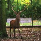 Imagen de archivo de un animal similar en León.