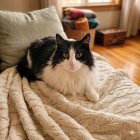 Lola, la gata que busca una familia.