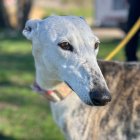 Ala, la madre galga que buscan familia.