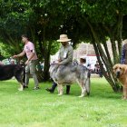 Un momento del campeonato de mastín que se ha celebrado este sábado en Astorga.