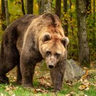 El oso Ponderoso en en el santuario de Bad Fussing de Alemania.