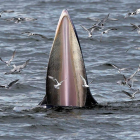 Una ballena de bryde y decenas de gaviotas se dan un festín de anchoas. RUNGROJ YONGRIT
