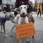 Decenas de personas acompañadas por sus perros durante una protesta en Santander. ROMÁN G. AGUILERA