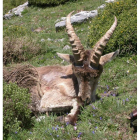 Ejemplar afectado por la sarna, en un área de la montaña cantábrica leonesa.