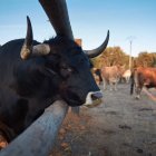 La Bodega El Capricho se encuentra en la localidad leonesa de Jiménez de Jamuz. El teléfono es 	987 66 42 24.
