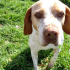 Sam, el perro que busca una familia de adopción.
