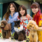 Ana Mateos, Verónica de Paz y Sara del Fueyo con los perros premiados. DL